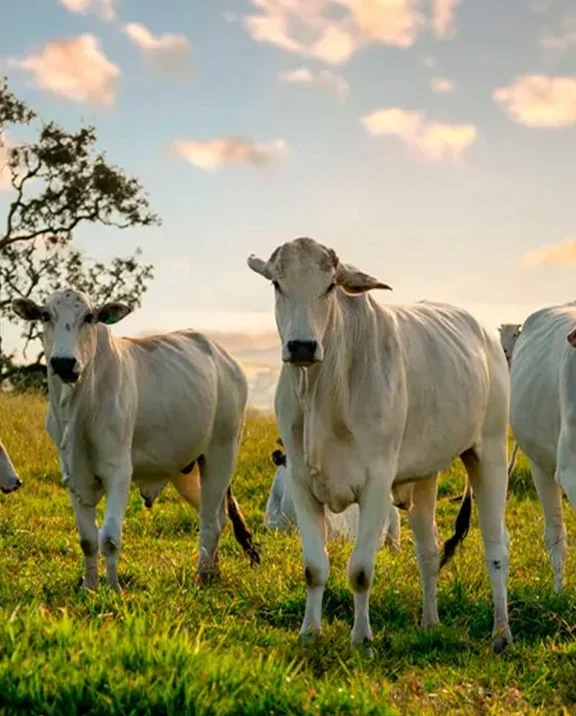 We grow fresh, organic produce using clean methods that protect nature, healthy food.