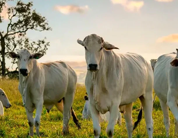 We grow fresh, organic produce using clean methods that protect nature, healthy food.