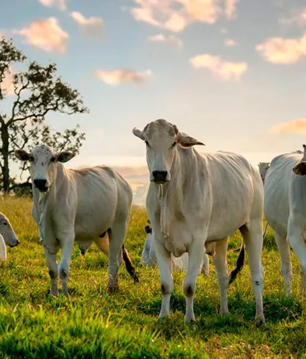 We grow fresh, organic produce using clean methods that protect nature, healthy food.