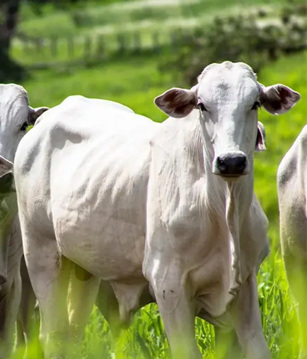 We grow fresh, organic produce using clean methods that protect nature, healthy food.