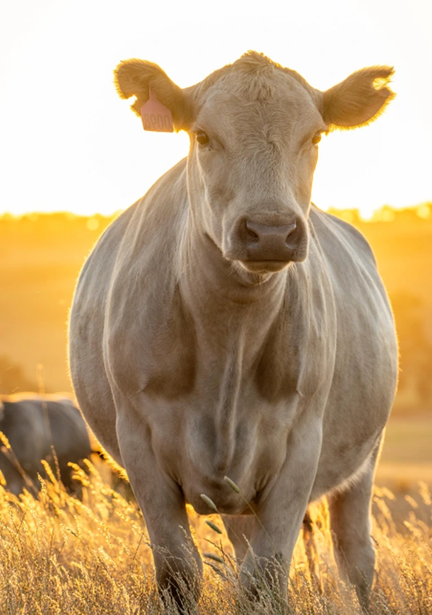 Nutrição Animal
