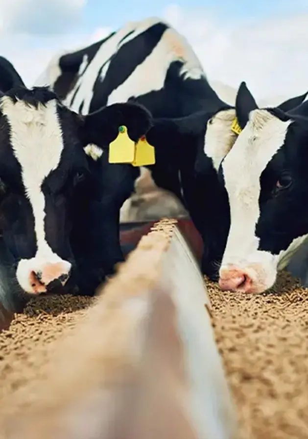 Nutrição Animal